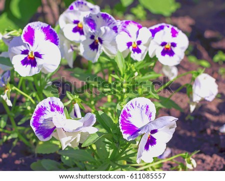 pansy flowers in a garden ornamental plant soft focus