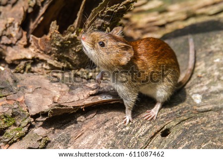 Bank vole mouse in forest Royalty-Free Stock Photo #611087462