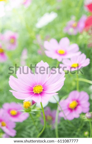 pink flowers in the garden , cosmos beautiful flowers sunlight in the morning pastel style vintage