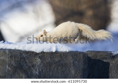 Rare white morph Squirrel in winter