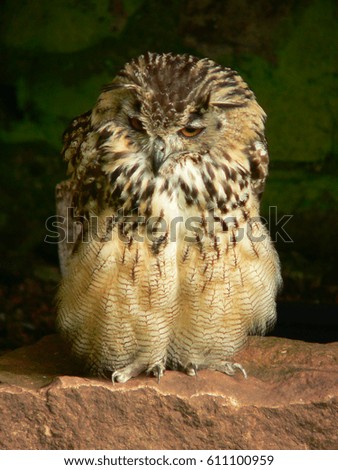 An owl sitting on a rock in front of a greenish blurred background