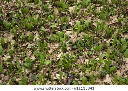 Allium ursinum – known as ramsons, buckrams, wild garlic, broad leaved garlic, wood garlic, bear leek. Wild Leek in forest, background