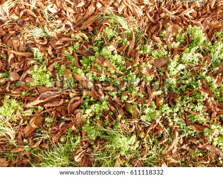 grass and old dry leaves background