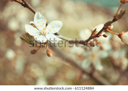 Blossom spring trees