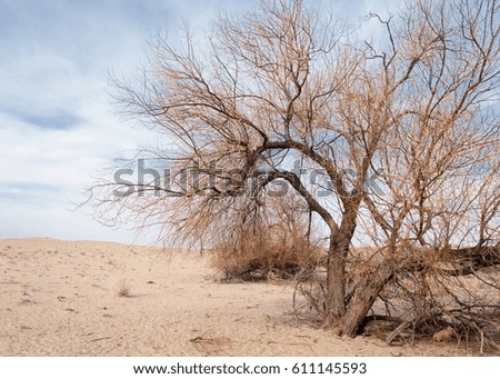 steppes of Kazakhstan, lonely tree in early spring. 