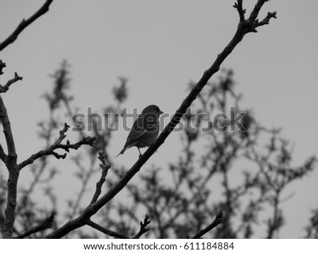 Monochrome picture of the house sparrow (Passer domesticus) is a bird of the sparrow family Passeridae. This type of birds found in most parts of the world