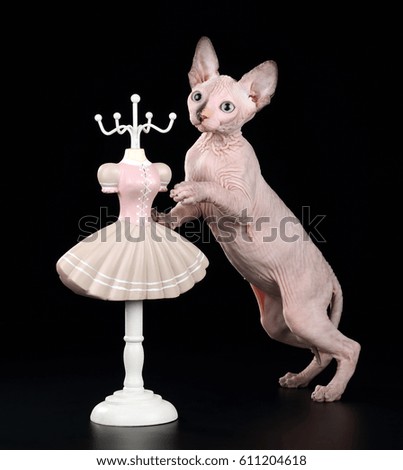 Funny Sphynx Kitten with Dress