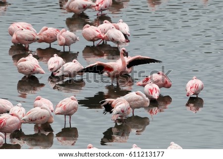 Pink Flamingos in the Empakai Lake, Great Rift Valley, Tanzania, Eastern Africa