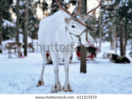 White reindeer at the farm in winter Rovaniemi, Lapland, Finland
