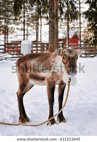 Reindeer without horns in farm in winter Rovaniemi, Finnish Lapland