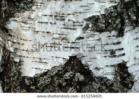 closeup picture of birch bark