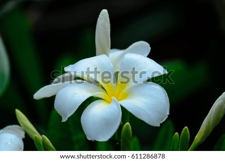 White and Yellow plumeria flowers on the tree.