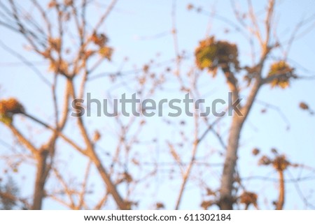 Picture blurred  for background abstract and can be illustration to article of tree