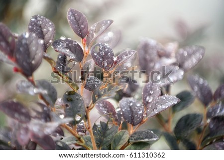 Water drops on the purple leaves. Soft focus with blurred background.
