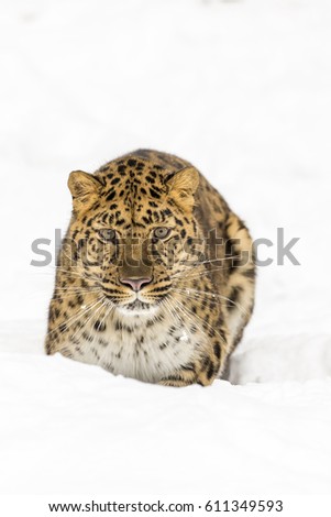 Amur Leopard in a snowy forest hunting for prey.