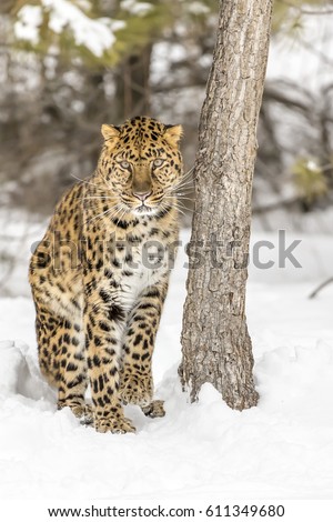 Amur Leopard in a snowy forest hunting for prey.