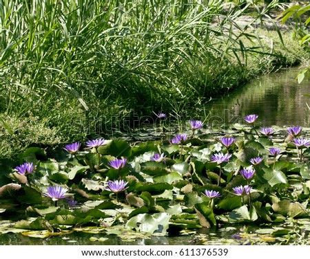 real lake with lotus flowers, wild nature oriental