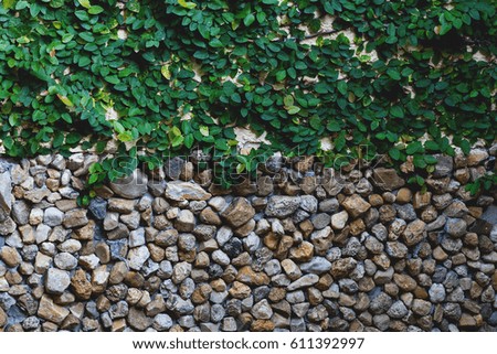 A horizon photography of green plant on rock wall, a background for outdoor shower, abstract background, a nature background 