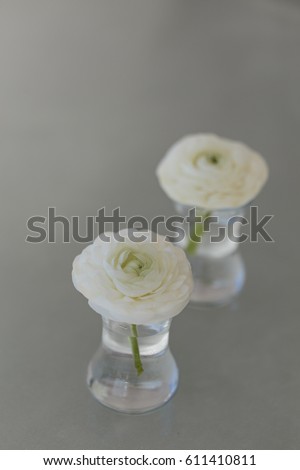 Two white ranunculus flower in glass of water with one ranunculus flower in sharp foruc and other ranunculus flower blurred