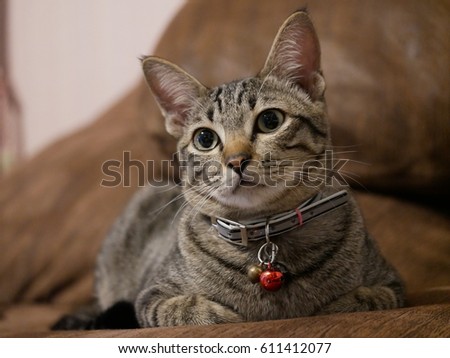 Cute pictures of cat. Pet love the best of me. Available colors: black, grey, Leopard're beautiful photography.in thailand