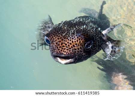 black puffer fish or blowfish