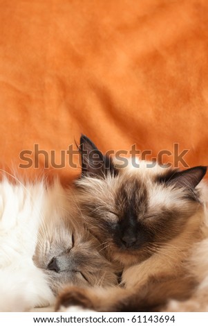 Two cat sleeping orange background