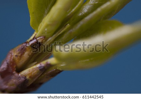 Green wakes from the winter sleep. Spring came. Blossom buds in the trees. New young leaves on the branches of poplar. Beauty of nature. Large format photos. Nice picture. Natural spring background.