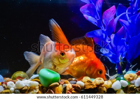 Beautiful fish in the aquarium,Goldfish, aquarium, a fish on the background of aquatic plants