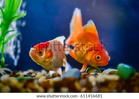 Beautiful fish in the aquarium,Goldfish, aquarium, a fish on the background of aquatic plants