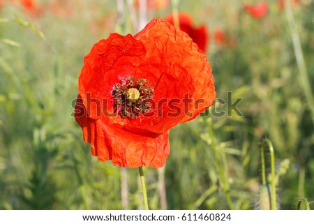 Picture of a beautiful red poppies in the meadow on summertime