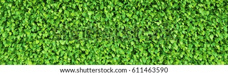 Green leaves background Royalty-Free Stock Photo #611463590