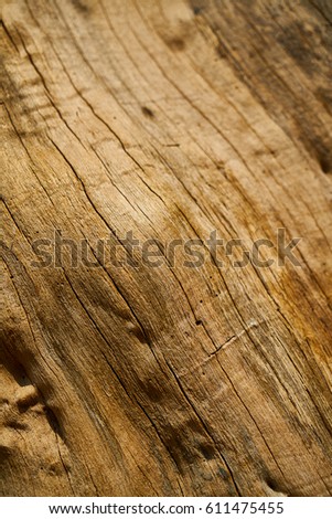 Tree Texture and Background