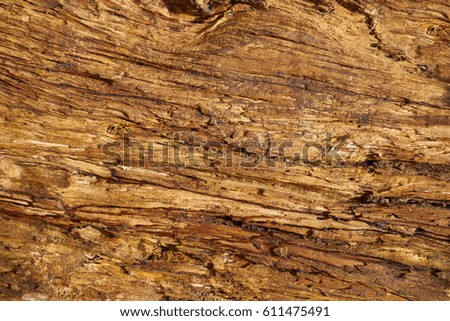 Tree Texture and Background