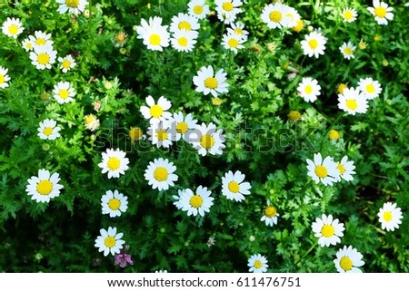 Beautiful white flower background