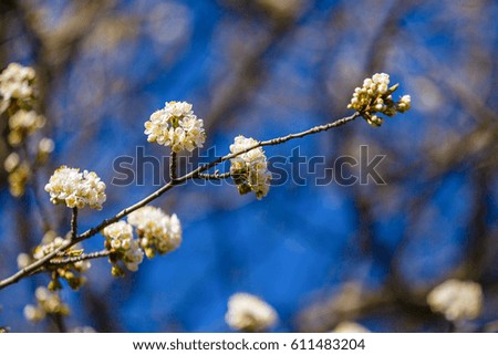 Clouse-up picture beautiful spring flowering tree