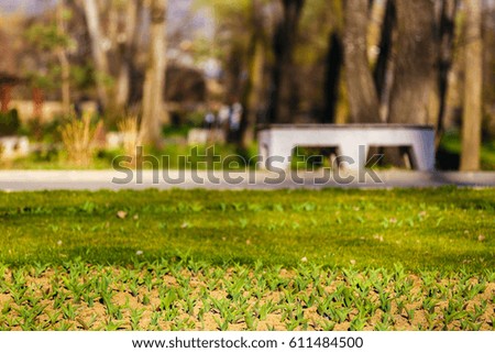 spring flowers in the grass in the park