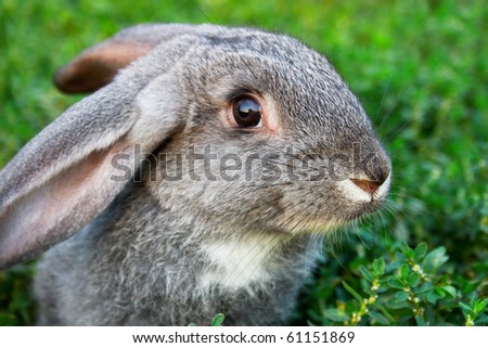 Image of cautious rabbit in green grass outdoor