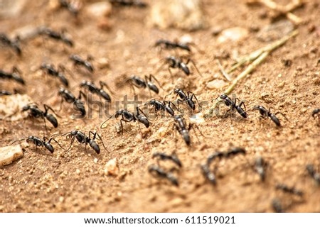 Mikumi National Park, Tanzania 29 February 2017: A group of fire ants crawling on the ground under the shady trees.