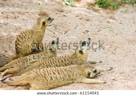 family of  Meerkats