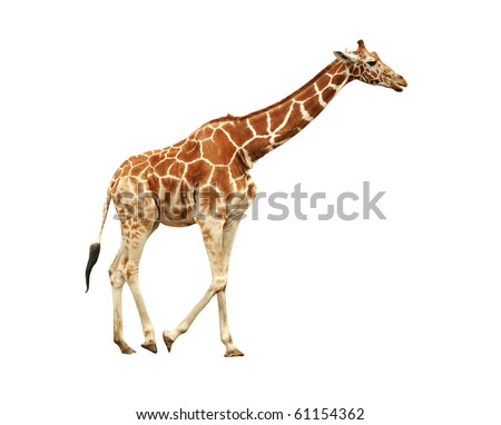 Running giraffe isolated on white background