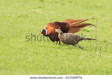 Common Pheasant, Pheasant, Birds
