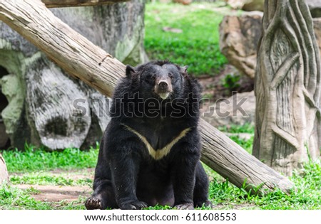 Asiatic black bear hold branch in mouth looking at camera. Royalty-Free Stock Photo #611608553