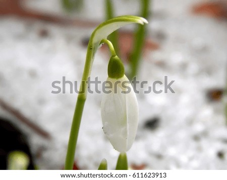 The first forest spring flowers of snowdrops close-up