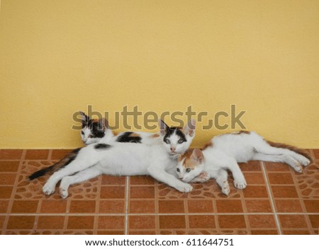Three kittens on the floor