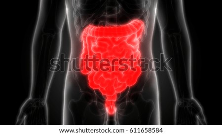 Human Digestive system Anatomy (Large and Small Intestine). 3D