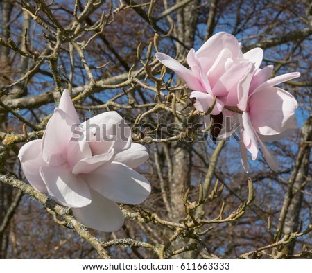 Magnolia campbellii 'Charles Raffill' in a Country Cottage Garden in Rural Devon, England, UK