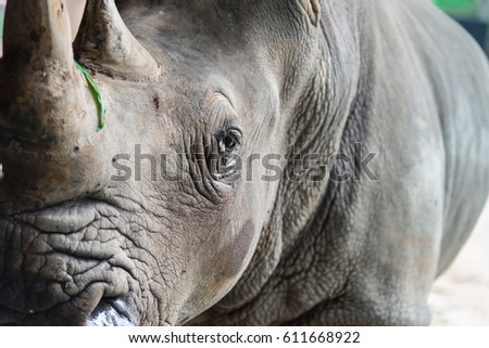 close up rhino looking at camera. Royalty-Free Stock Photo #611668922