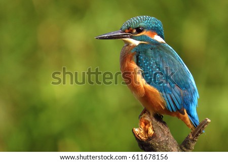Common kingfisher (Alcedo atthis) Royalty-Free Stock Photo #611678156