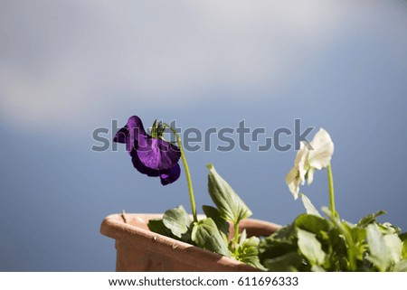 Two pansies in flowerpot