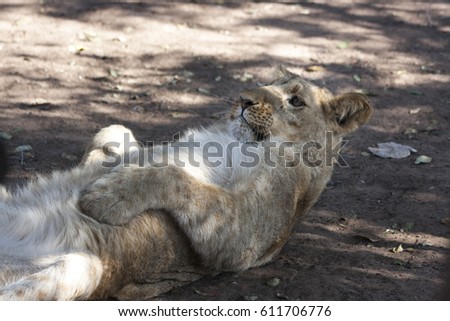 Lion in Zimbabwe